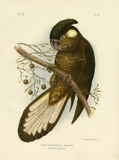 Baudins Schwarzer Kakadu, 1891 von Gracius Broinowski
